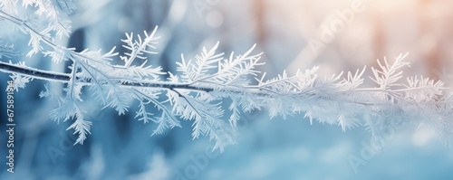 frozen fir branch on winter nature background