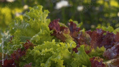 Fresh lettuce under the rain