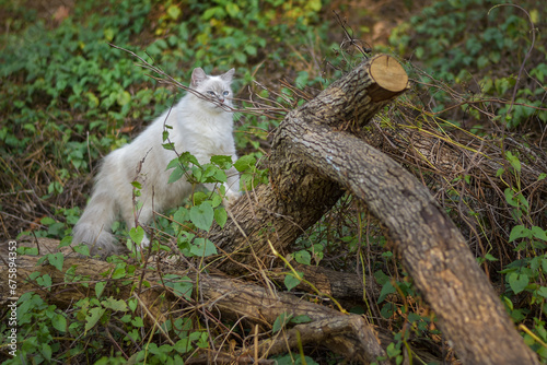 White cat walking on tree trunk, Himalayan cat