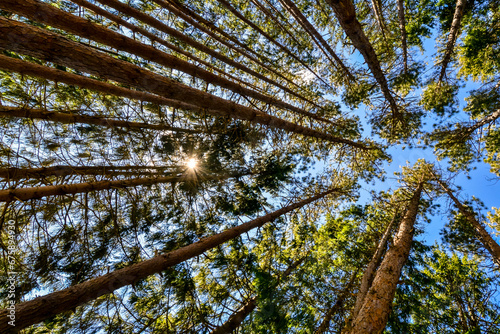 Fotografia Cinematic background image looking up wide perspective, tall trees summer, vivid nature looking up on trees