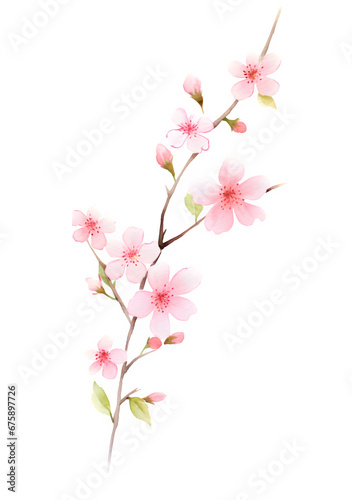 watercolor pink cherry blossom isolated