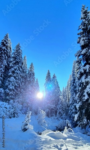 a group of trees stand in a snowy area with bright sunshine