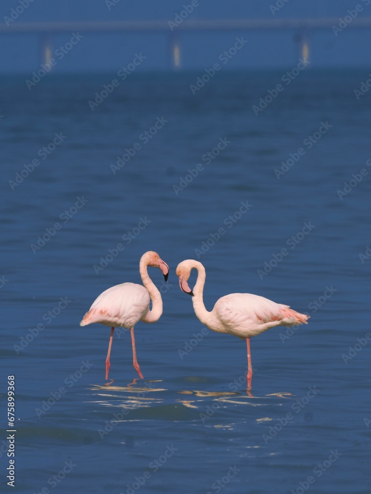 two flamingos standing together in shallow blue water and looking towards one another