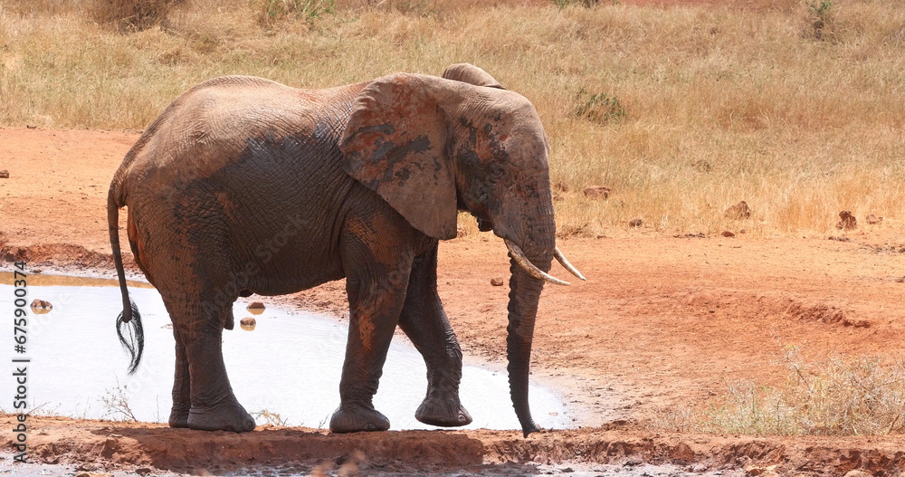 African Elephant, loxodonta africana, Adult standing at the Water Hole, Tsavo Park in Kenya