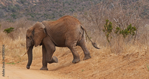 African Elephant, loxodonta africana, Adult in savannah, Tsavo Park in Kenya