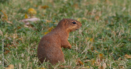 Unstriped Ground Squirrel, xerus rutilus, Adult Eating, Tsavo Parc in Kenya © slowmotiongli
