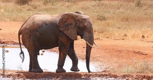 African Elephant, loxodonta africana, Adult standing at the Water Hole, Tsavo Park in Kenya