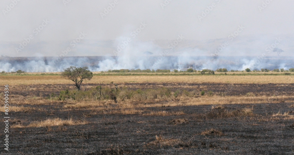 Fototapeta premium Savannah Fire, Masai Mara Park Kenya