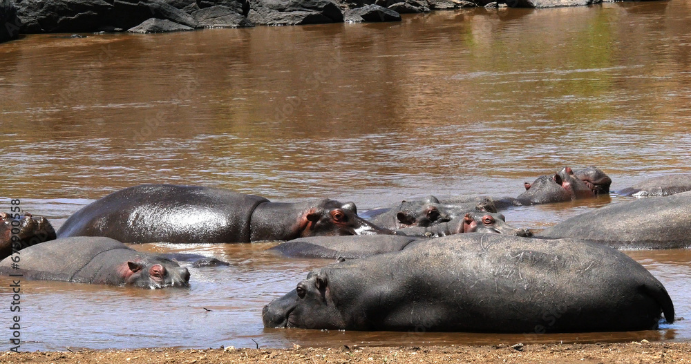 Fototapeta premium Hippopotamus, hippopotamus amphibius, Group standing in River, Masai Mara park in Kenya