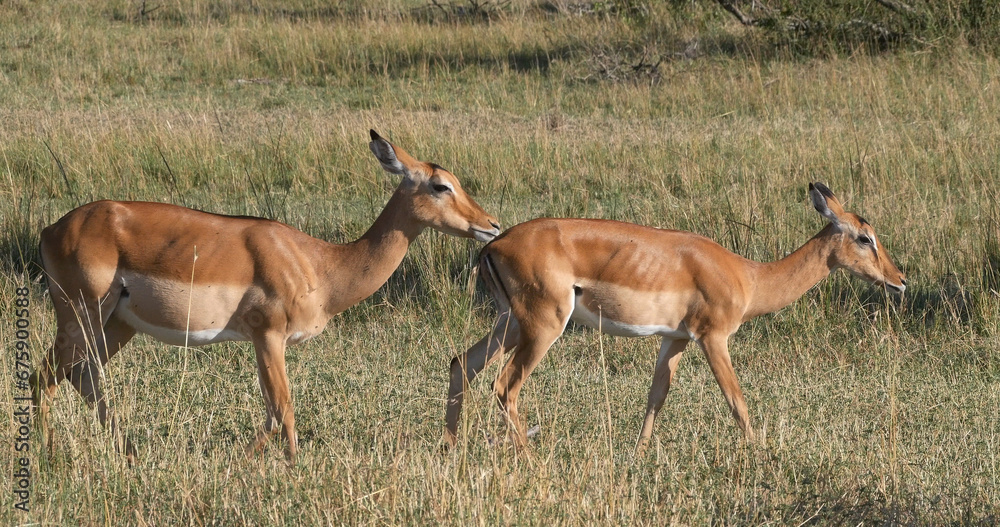 Impala, aepyceros melampus, Herd of Females, Masai Mara Park in Kenya Impala, aepyceros melampus, Herd of Females, Masai Mara Park in Kenya