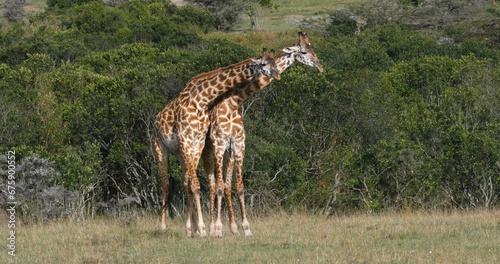 Masai Giraffe  giraffa camelopardalis tippelskirchi  Adults Masai Mara Park in Kenya