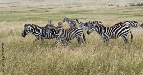 Grant's Zebra, equus burchelli boehmi, Herd walking through Savannah, Masai Mara Park in Kenya photo