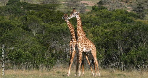 Masai Giraffe, giraffa camelopardalis tippelskirchi, Adults Fighting, Masai Mara Park in Kenya photo