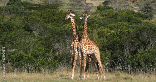 Masai Giraffe, giraffa camelopardalis tippelskirchi, Adults Fighting, Masai Mara Park in Kenya photo