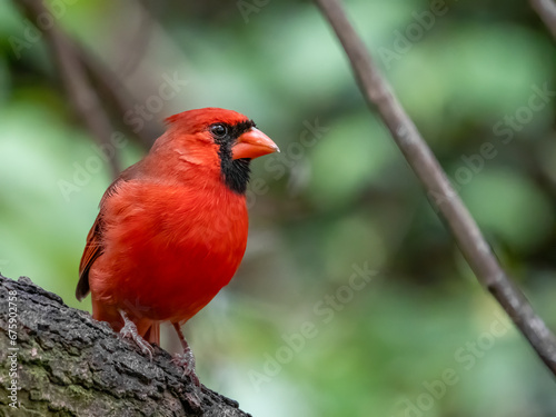 red cardinal perched on a tree branch