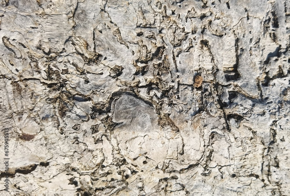 Closeup of the white wooden texture of the tree bark Closeup of the white wooden texture of the tree bark