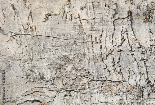 Closeup of the white wooden texture of the tree bark photo