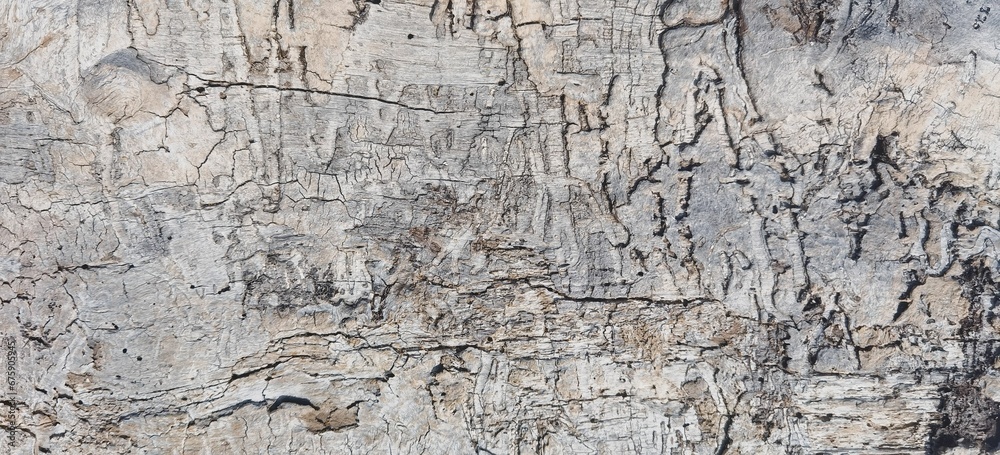 Closeup of the white wooden texture of the tree bark