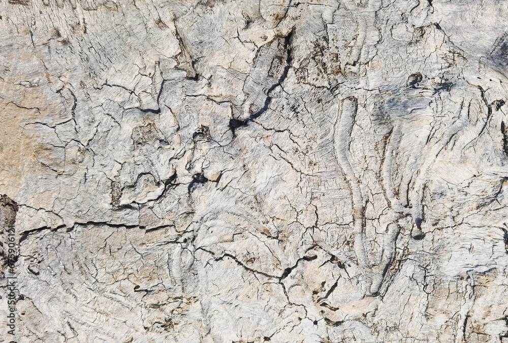 Closeup of the white wooden texture of the tree bark Closeup of the white wooden texture of the tree bark