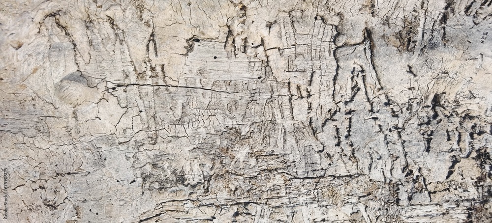 Closeup of the white wooden texture of the tree bark Closeup of the white wooden texture of the tree bark