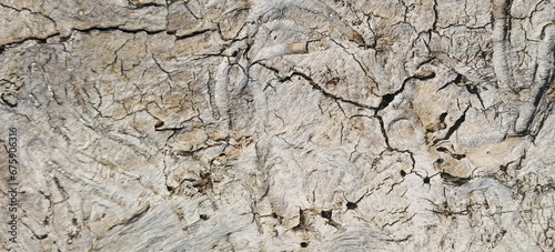 Closeup of the white wooden texture of the tree bark photo