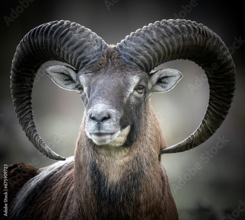 Wild sheep in the woods