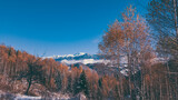 Fairy tale landscape with golden birch branches in the middle of autumn. Amazing view from the base of the snowy rocky mountains.