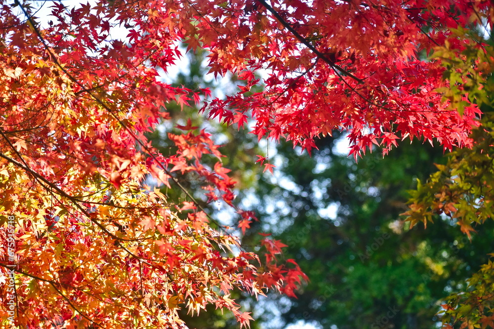 山口　大寧寺　秋　紅葉　モミジ
