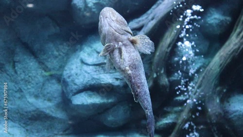 Marbled goby Sand Gody (Oxyeleotris marmorata) in a freshwater aquarium, swimming with its belly facing the fish for tourists to see. photo