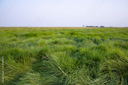Natural Landscape view of green long grass plant with  the blue sky