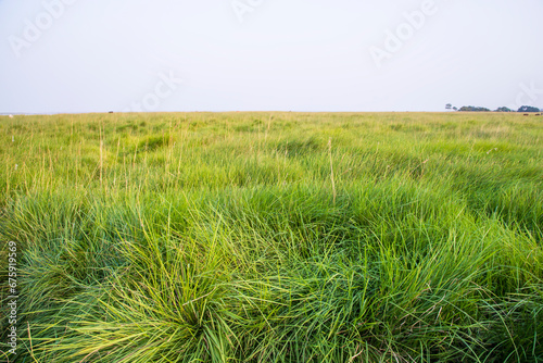 Fototapeta Naklejka Na Ścianę i Meble -  Natural Landscape view of green long grass plant with  the blue sky