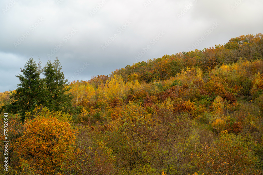 Forest in autumn, colorful foliage on the tree landscape in Germany with deciduous trees
