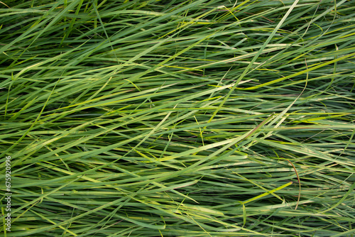 Long Green grass abstract pattern texture can be used as a natural background wallpaper