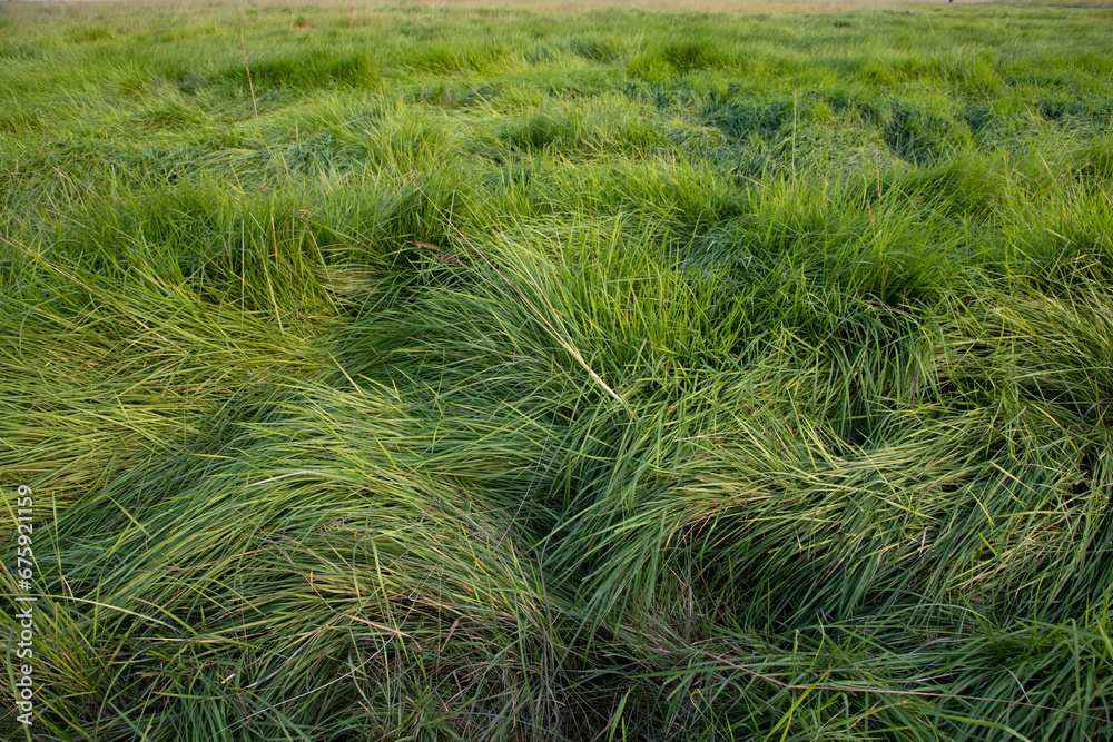 Long Green grass abstract pattern texture can be used as a natural background wallpaper Long Green grass abstract pattern texture can be used as a natural background wallpaper