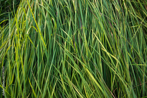 Long Green grass abstract pattern texture can be used as a natural background wallpaper