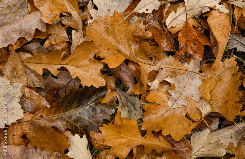 A collection of wet autumn oak tree leaves on the forest floor creates an interesting pattern.
