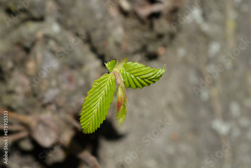 Common hornbeam new leaves