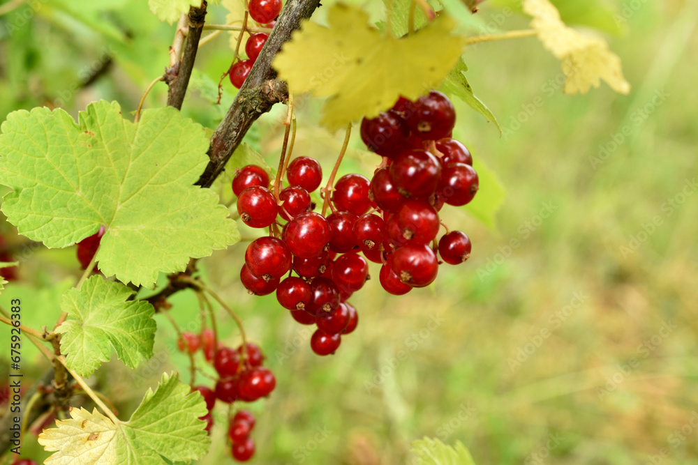On the branches of a bush in the garden, red currants have ripened. On the branches of a bush in the garden, red currants have ripened.