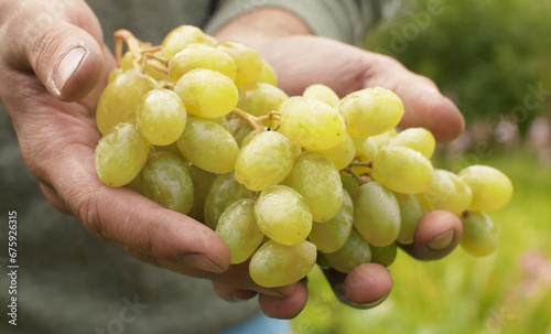 Green grape in male hands
