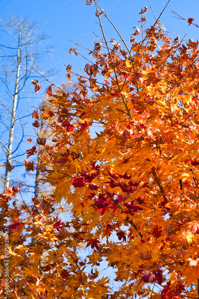 11月の色鮮やかに紅葉している綺麗な木々