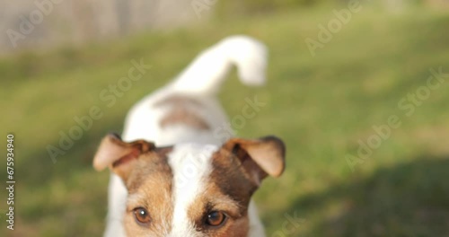 The dog is playing with a bright toy. Jack Russell running on the grass on a sunny autumn day.