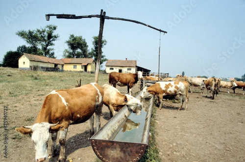 Cows grazing near a shadoof