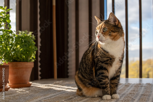 Cute cat enjoy warm sunshine sitting on cozy apartment balcony with green herbal plants in pots. Fluffy kitten with pink nose breathing fresh air resting on terrace near houseplants. Domestic animals.