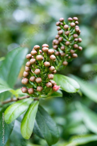The buds of Powderpuff Combretum (Combretum constrictum). photo