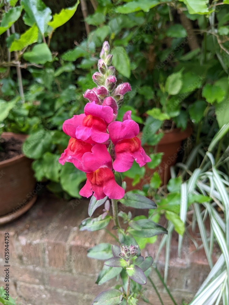 Close up shot of bright pink Snapdragon flower in bloom