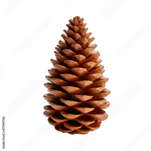 Cedar cone isolated on transparent background