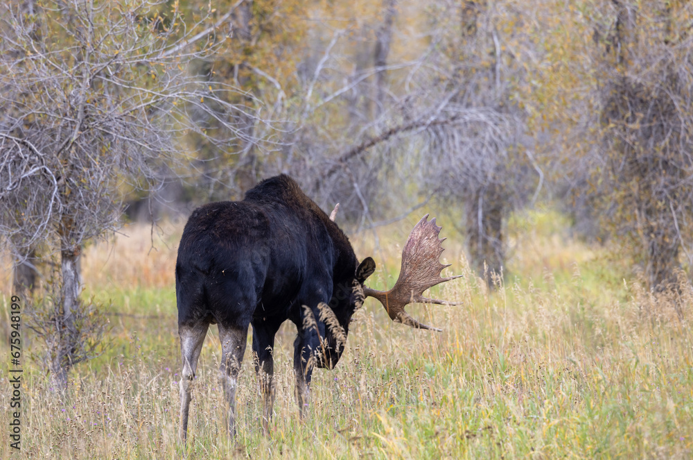 Bull Moose During the Rut in Wyoming in Autumn Bull Moose During the Rut in Wyoming in Autumn