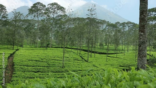 view of the tea plantation in Tambi, Wonosobo Indonesia in the morning with sunny weather with a mountainous background. photo