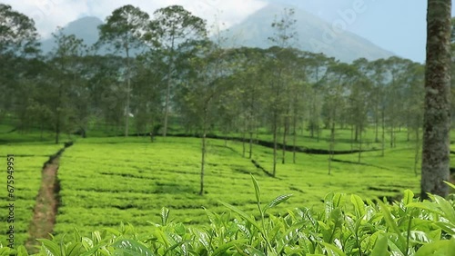 view of the tea plantation in Tambi, Wonosobo Indonesia in the morning with sunny weather with a mountainous background. photo