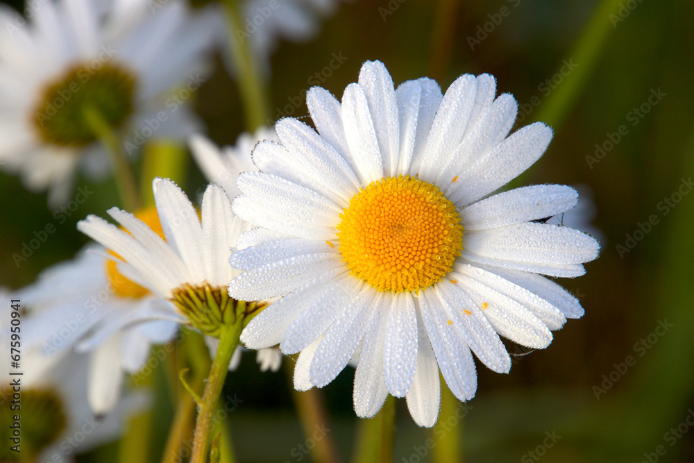Fototapeta premium Daisy with dew drops from a cold night so lovely